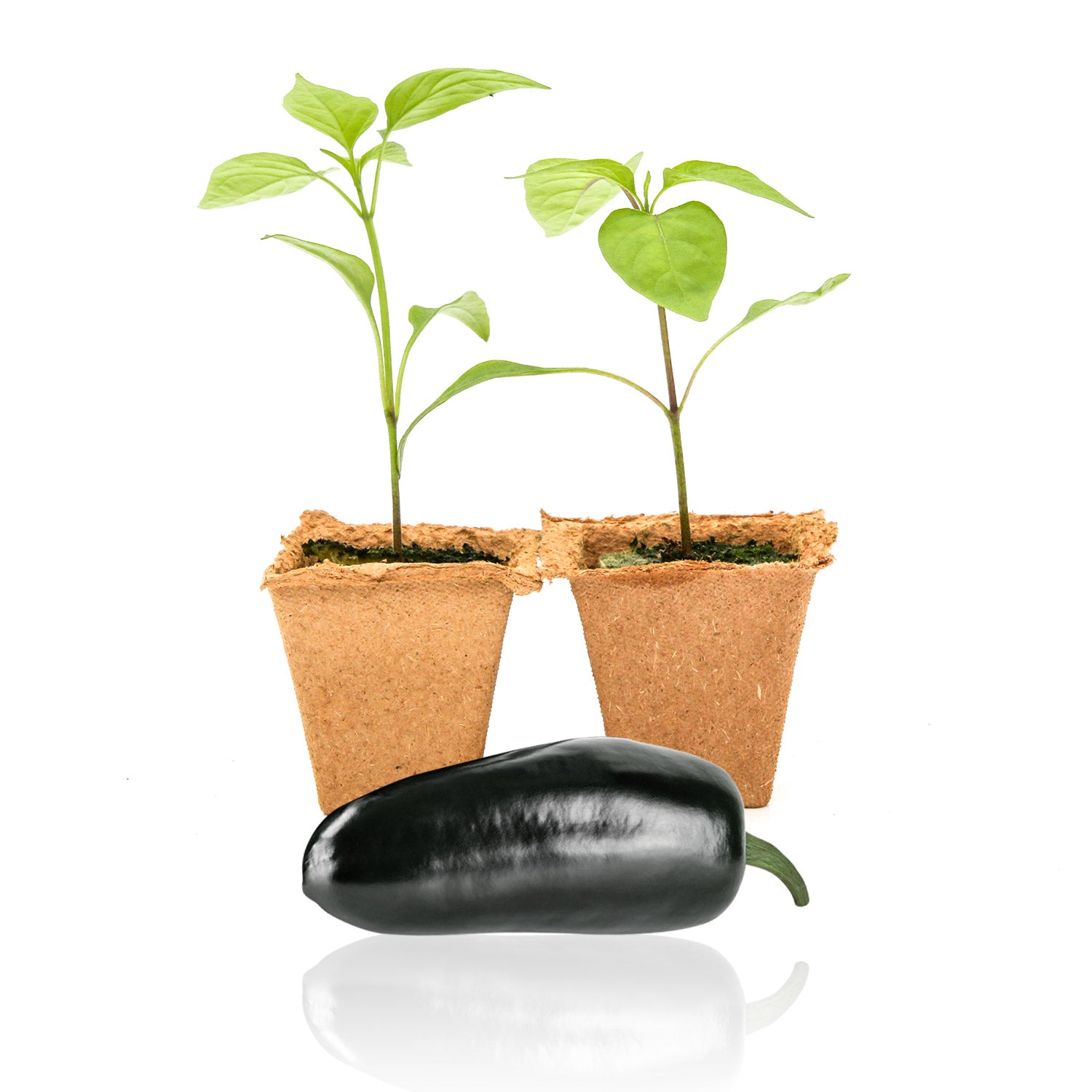 Black Jalapeno Pepper Plant Seedlings Pepper Joe’s