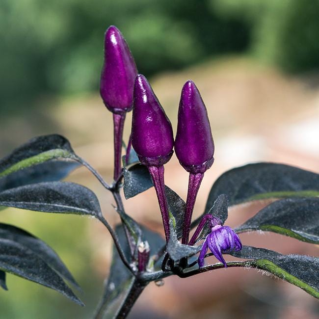 Black Prince Pepper Seeds Novelty