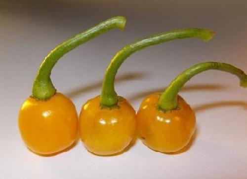 this yellow bode pepper are like firecrackers because with some nice heat, they'll explode in your mouth! 