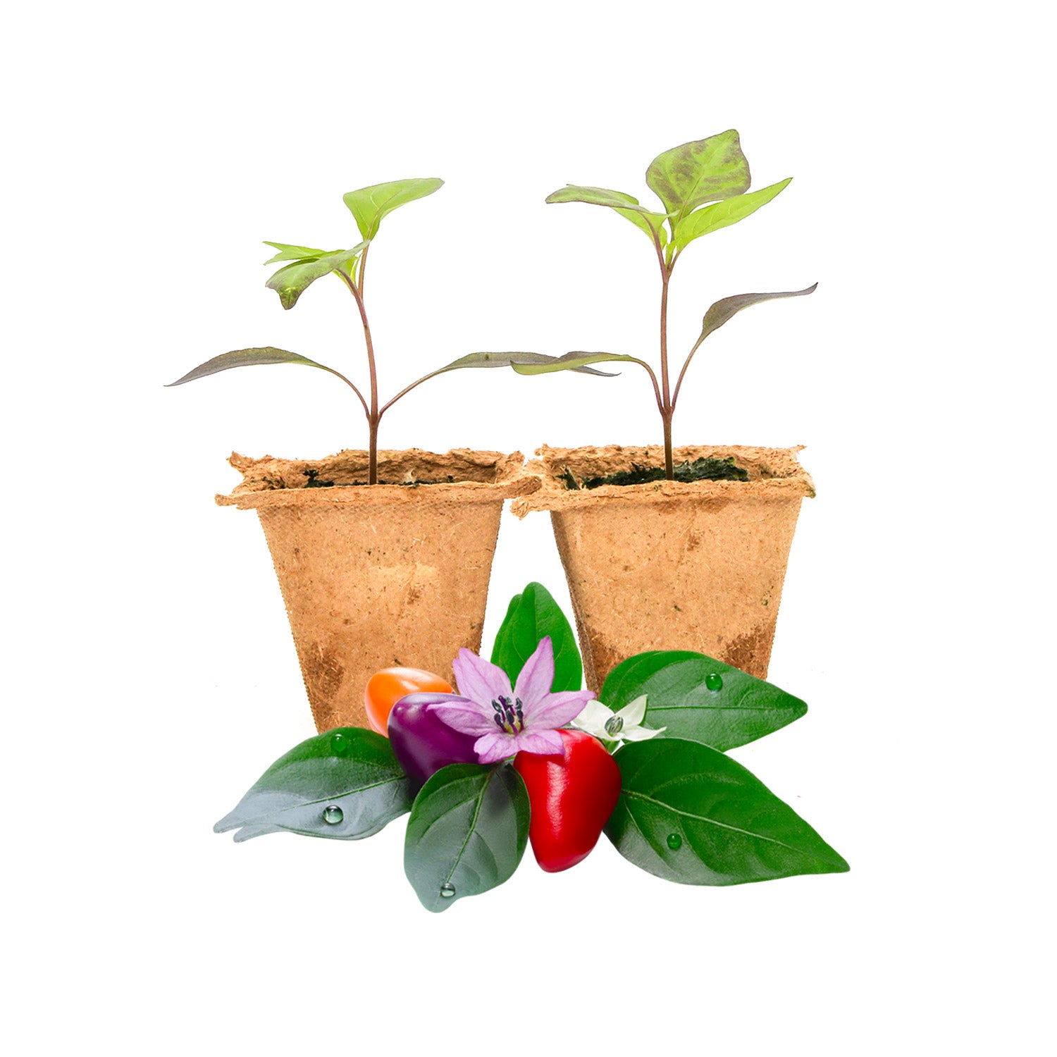 Pepper Joe's Bolivian Rainbow pepper plants for sale