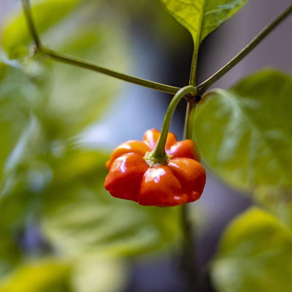 Buy 15 RED Variety Brazilian Starfish Pepper Seeds Isolated padded Envelope  Shipping, Tracking Number Included. Online in India 