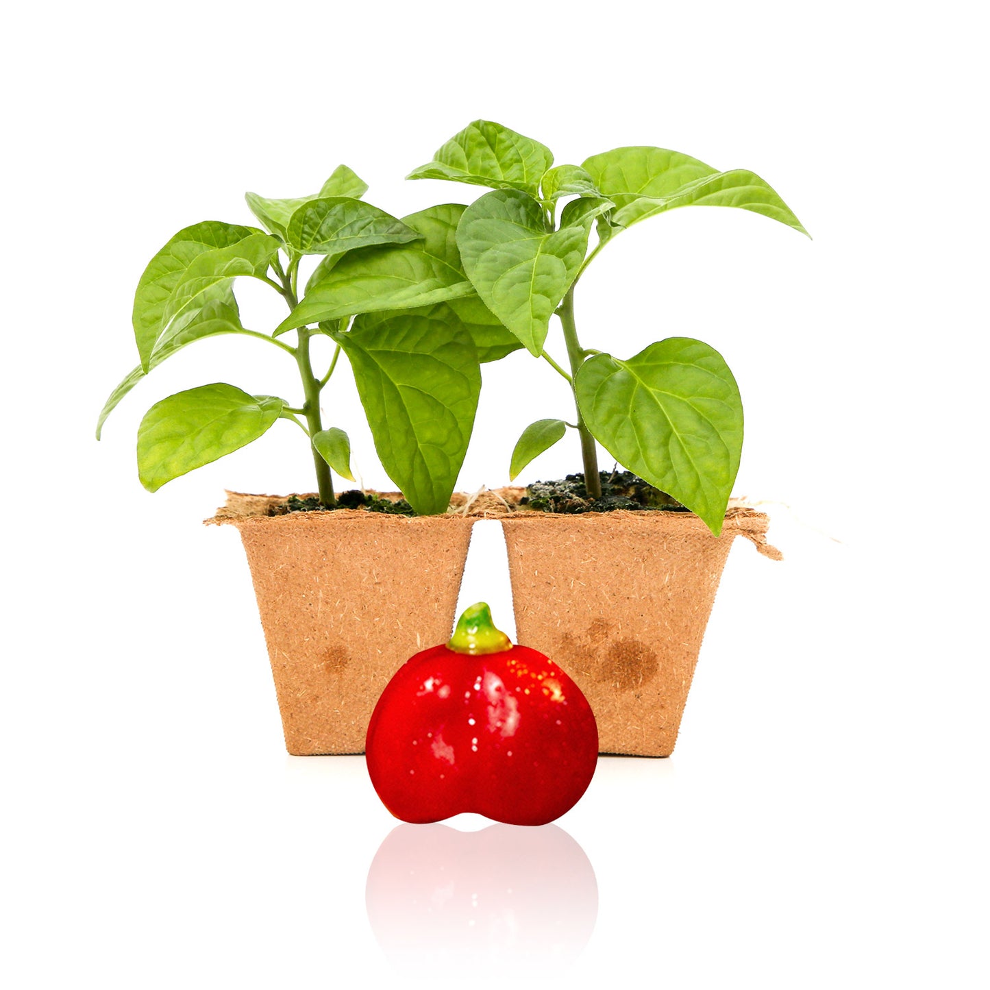 Pepper Joe's Butch T Trinidad Scorpion Pepper Plants for sale