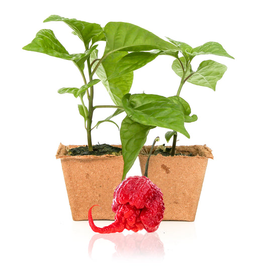 Pepper Joe's Carolina Reaper pepper plants for sale