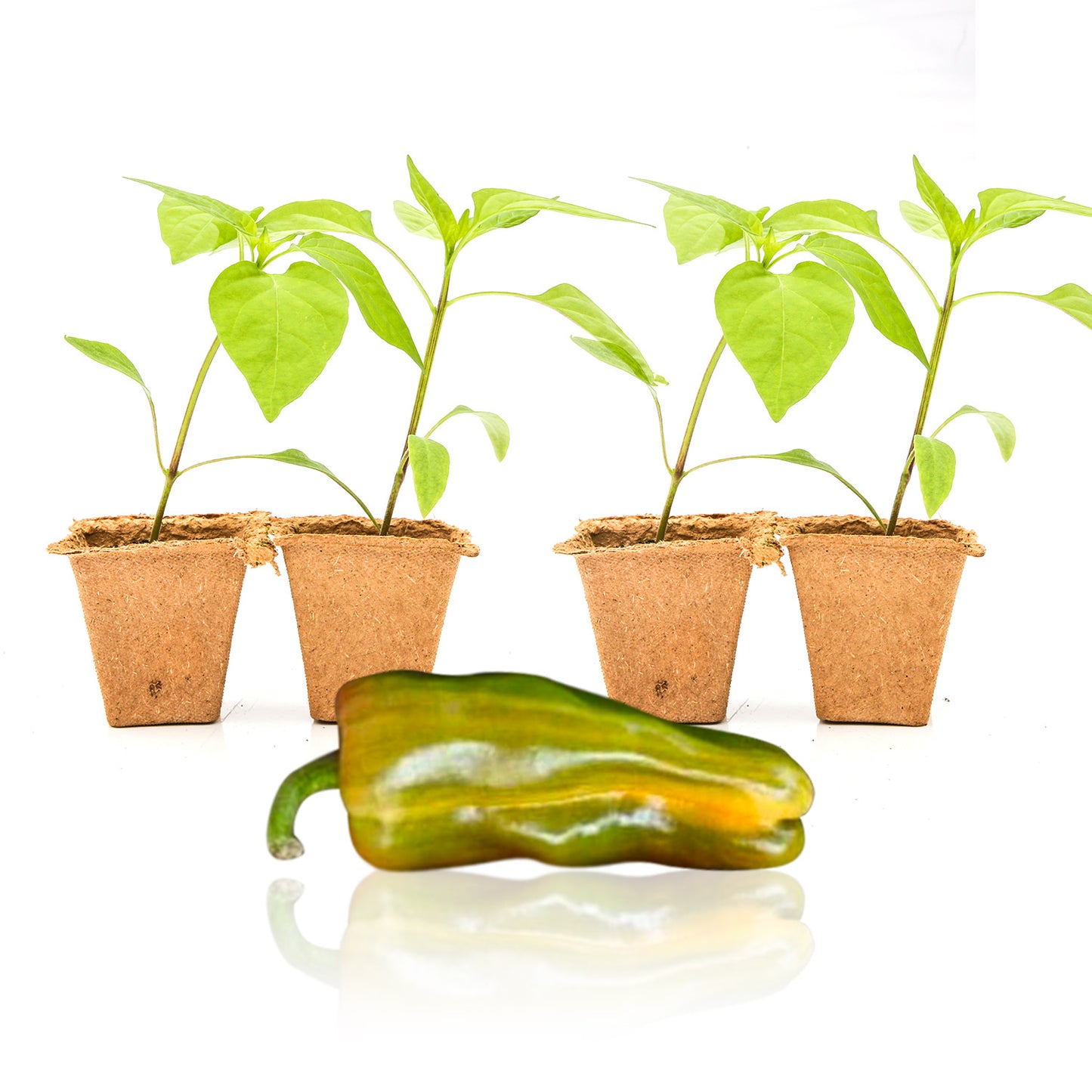 Candy Cane Pepper Plant Seedlings Pepper Joe’s