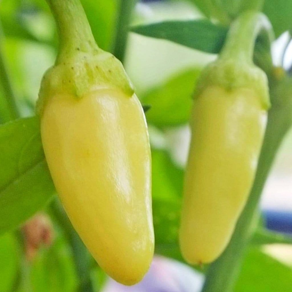 Cascabella Pepper Seeds - Pepper Joe's