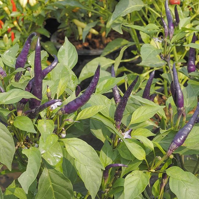Pepper Joe's Cayenne Pepper Seeds - purple cayenne on plant image