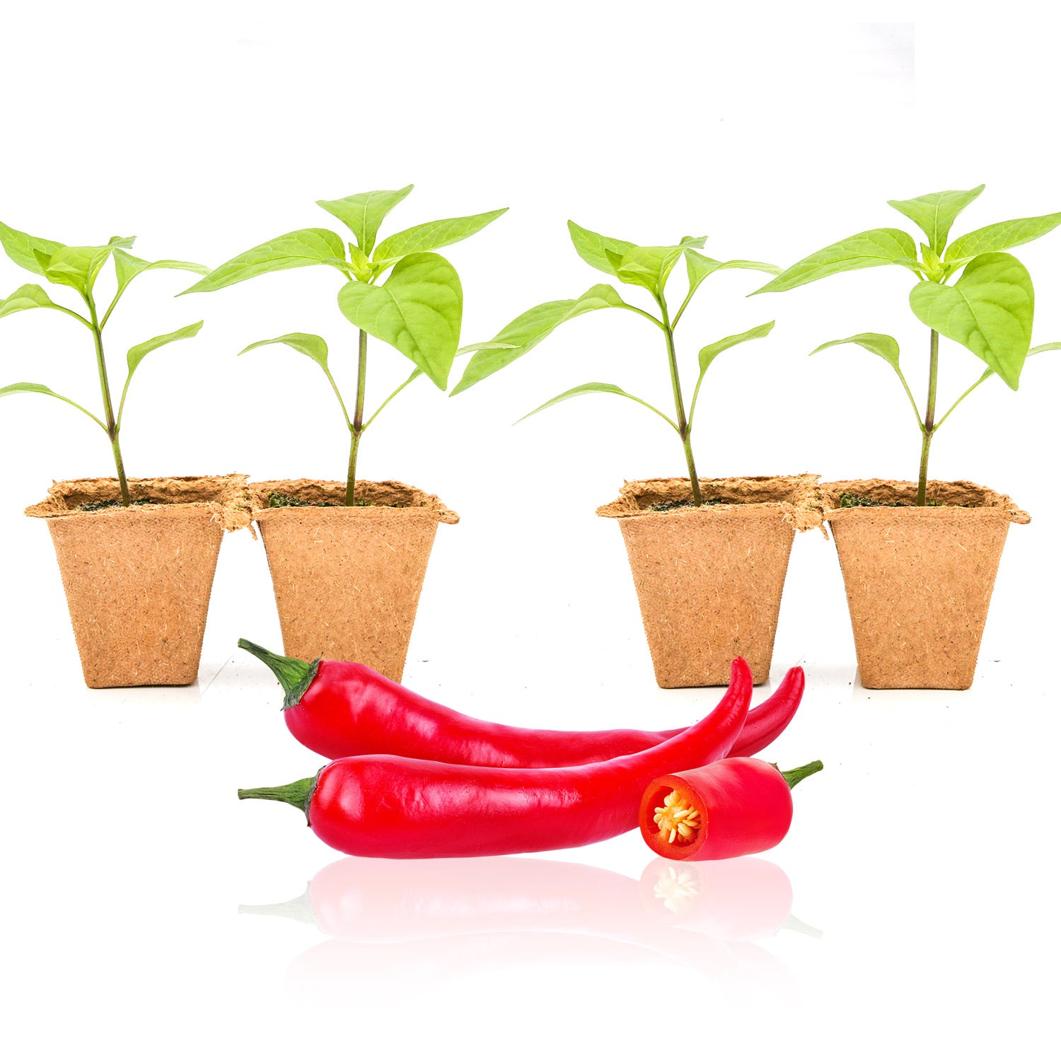 Pepper Joe's Cayenne plants for sale