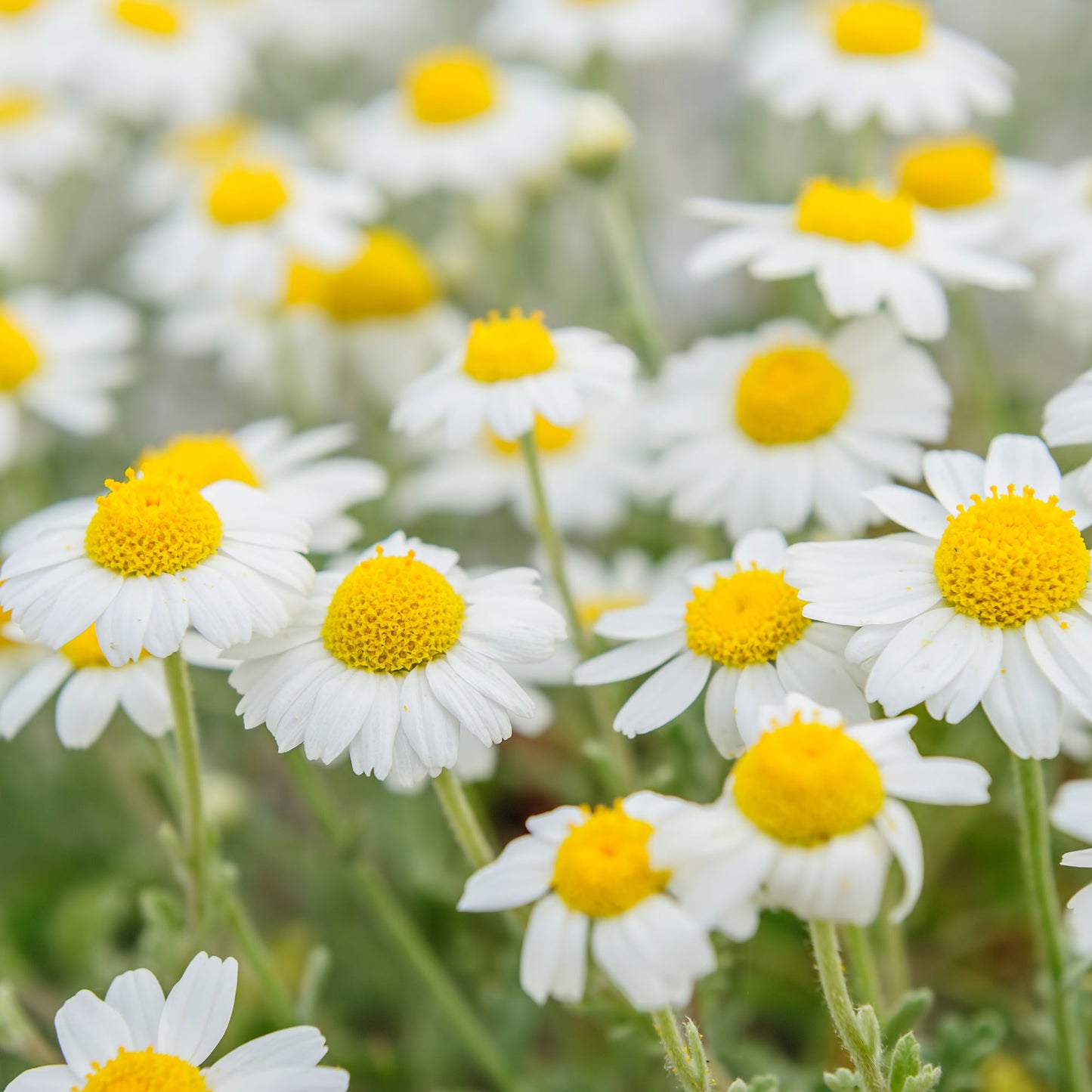 Pepper Joe's Chamomile Bodegold seeds