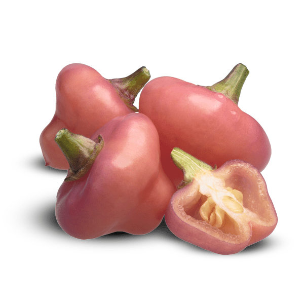 Cheiro Roxa pepper pinkish color, pepper pod and membrane 