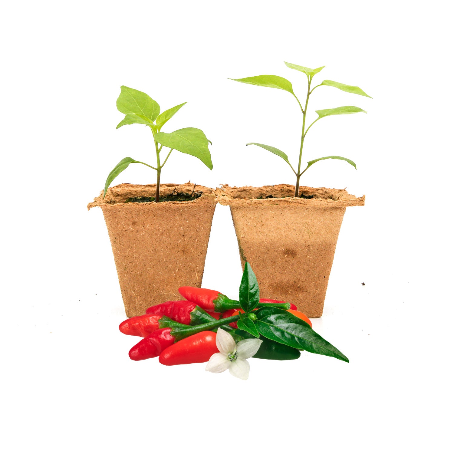 Pepper Joe's Chile Pequin Pepper Plants for sale