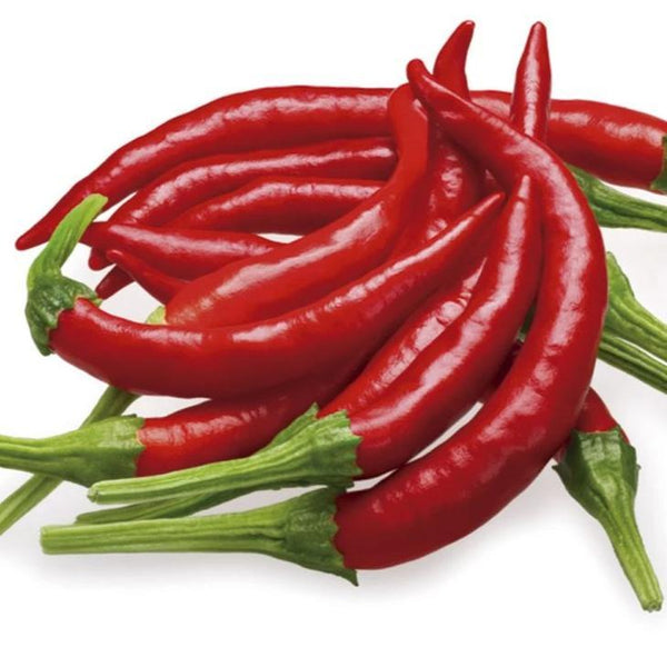 chile de arbol plant Chile de Arbol Pepper Seeds by Pepper Joe's