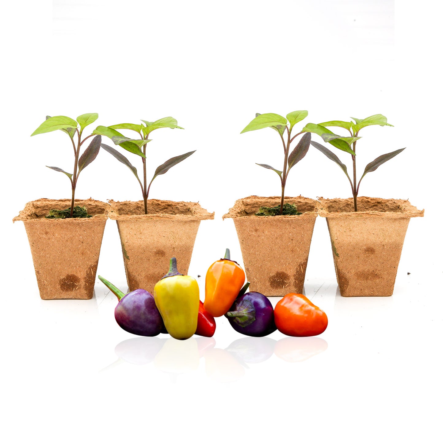 Pepper Joe's Chinese 5 Color seedlings for sale
