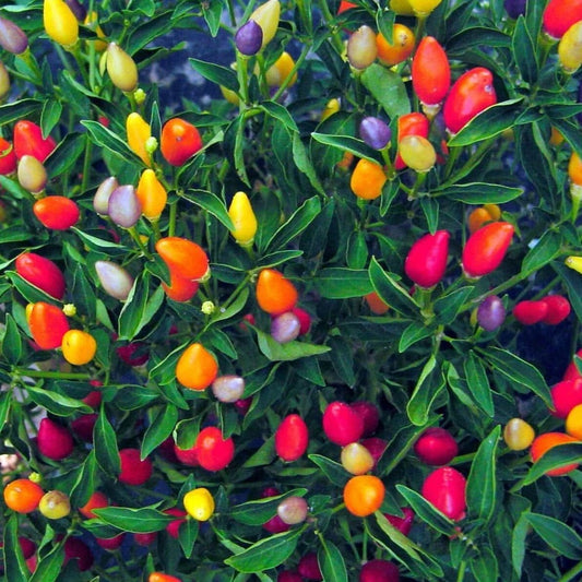 chinese 5 color pepper scoville varies, ranging from 5,000 to 50,000