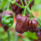 Pepper Joe's chocolate habanero pepper - brown habanero peppers growing on plant used to display pepper seeds for sale