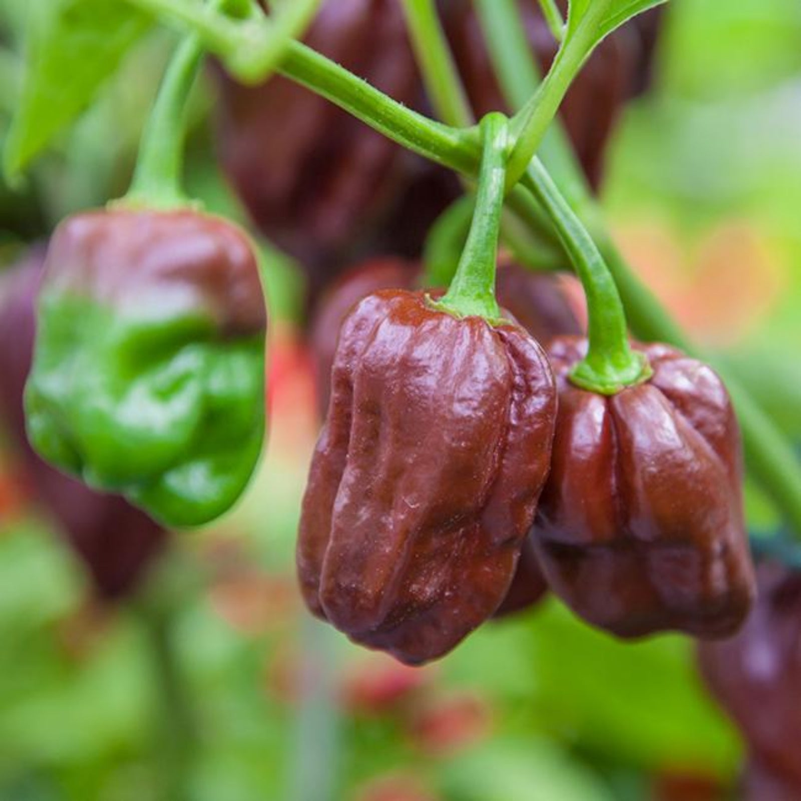 Pepper Joe's chocolate habanero pepper - brown habanero peppers growing on plant used to display pepper seeds for sale