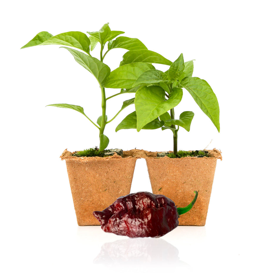 Live Hot Pepper Plants Delivered to Your Door Pepper Joe’s