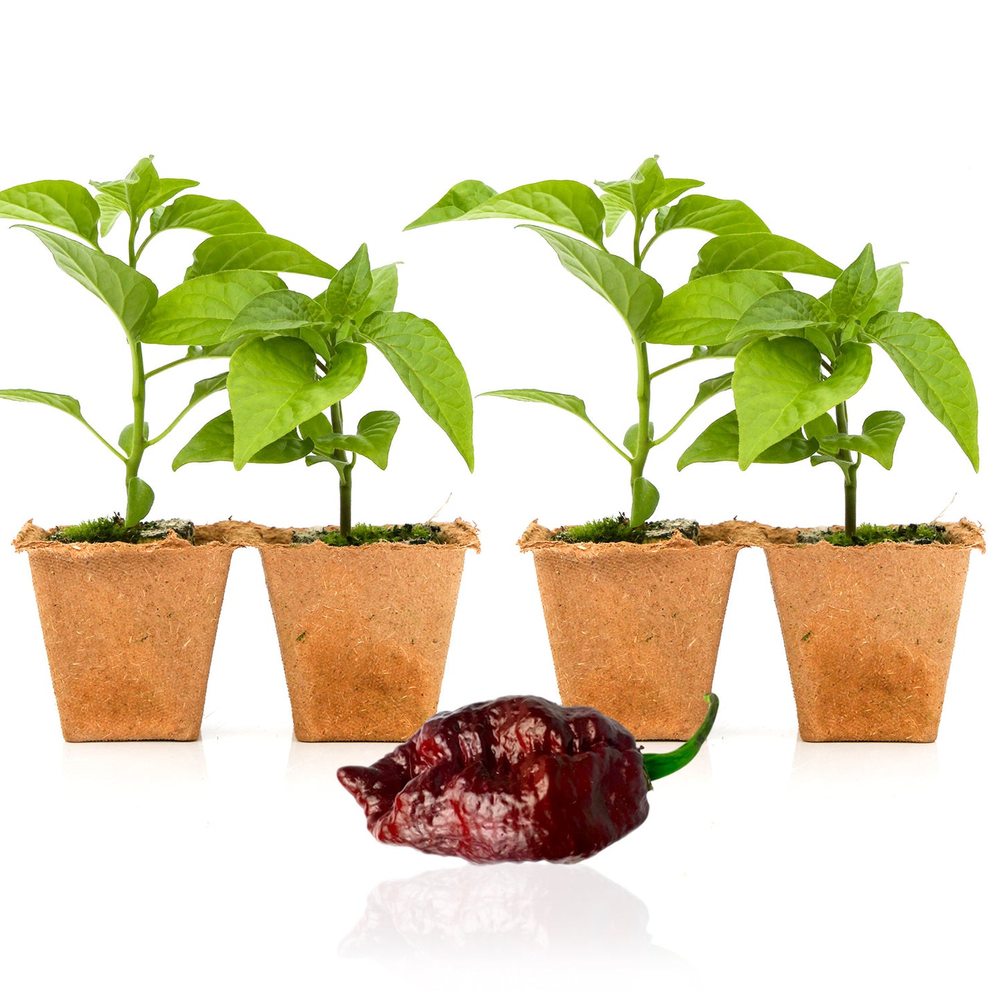 Pepper Joe's Chocolate Bhutlah plants for sale