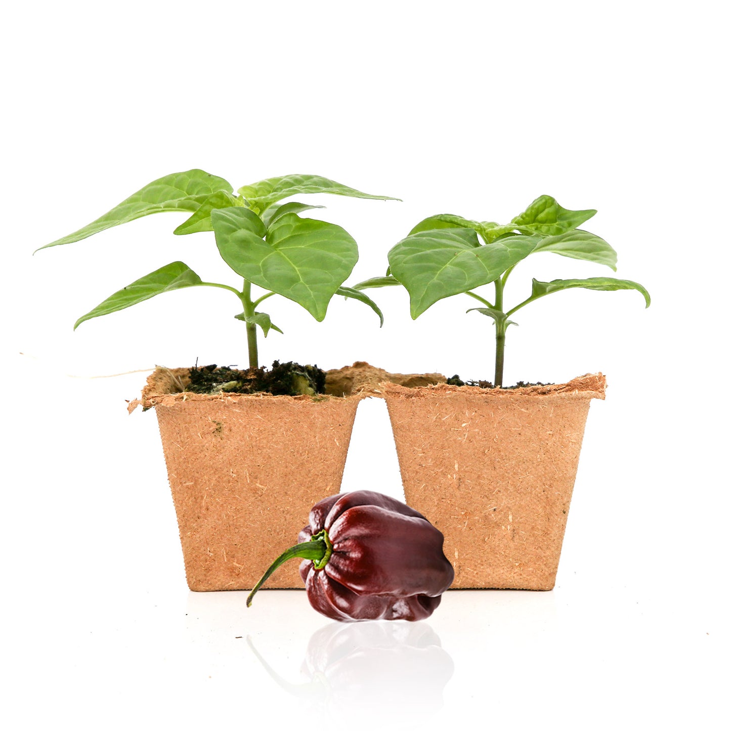 habanero plant in pot Chocolate Habanero Pepper Plants