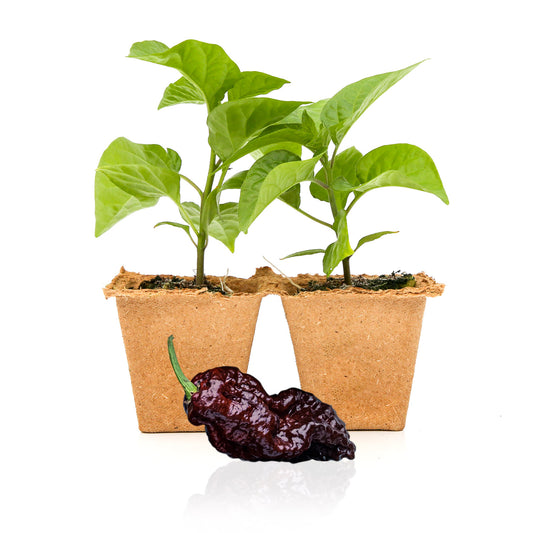 Pepper Joe's Chocolate Carolina Reaper pepper plants for sale