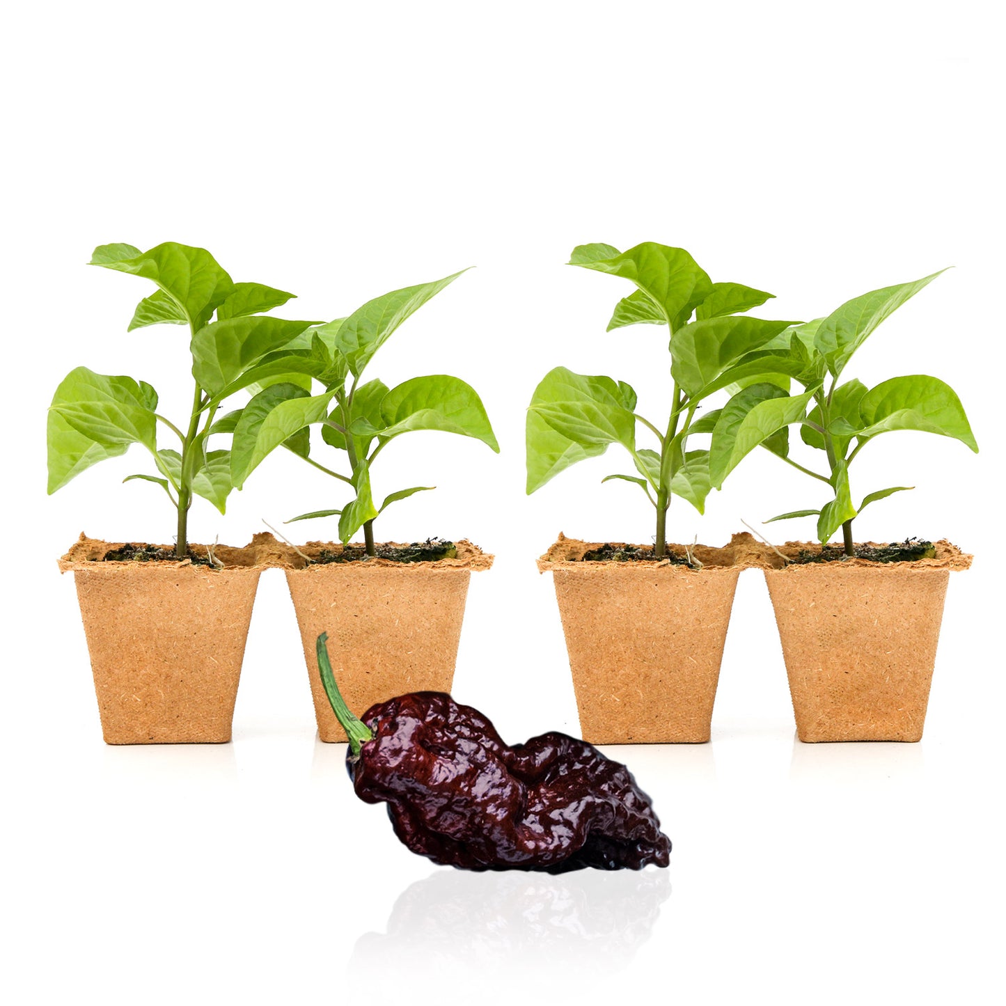 Pepper Joe's Chocolate reaper pepper plants for sale