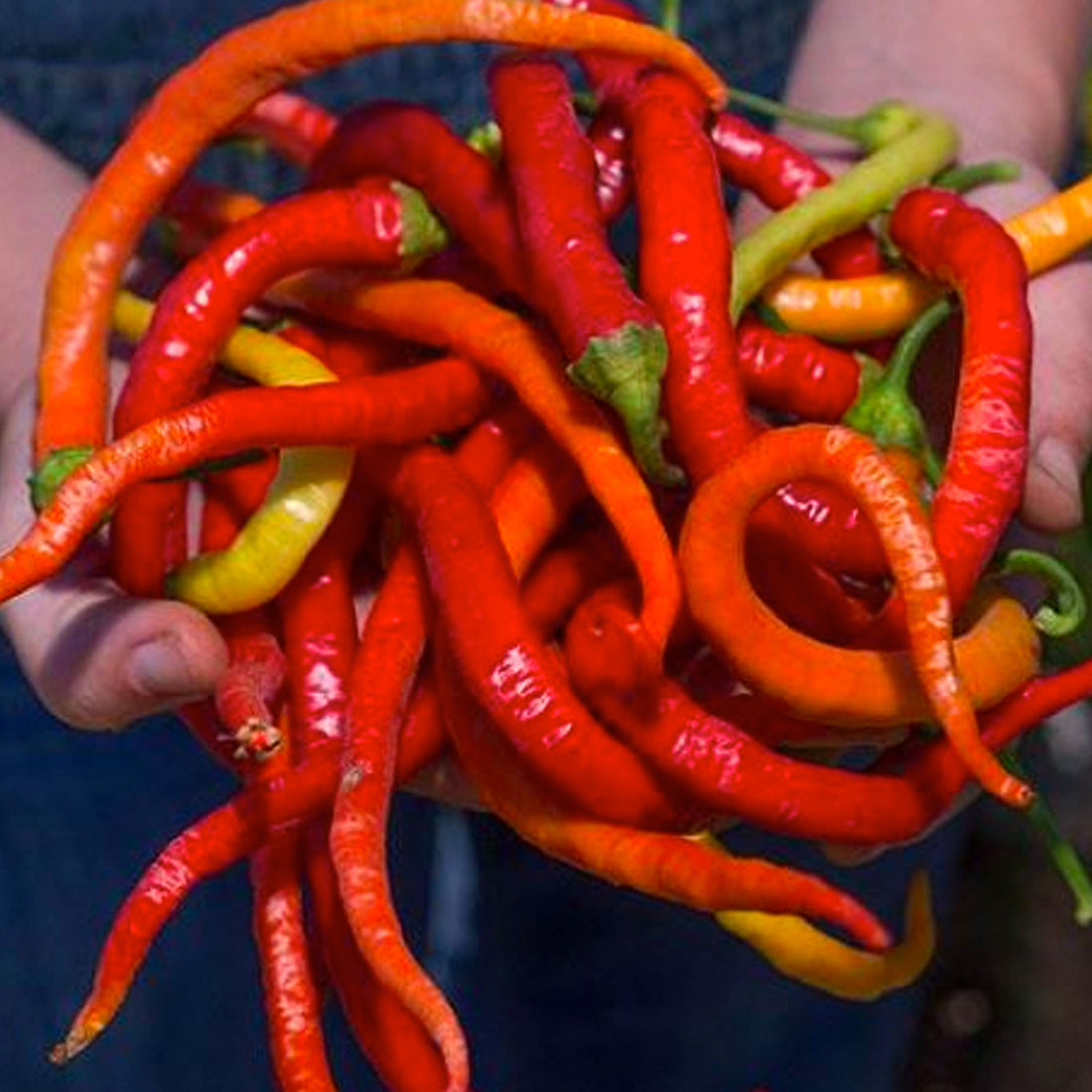 Corbaci Pepper