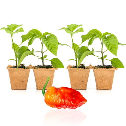 Pepper Joe's Death Spiral Seedlings for sale