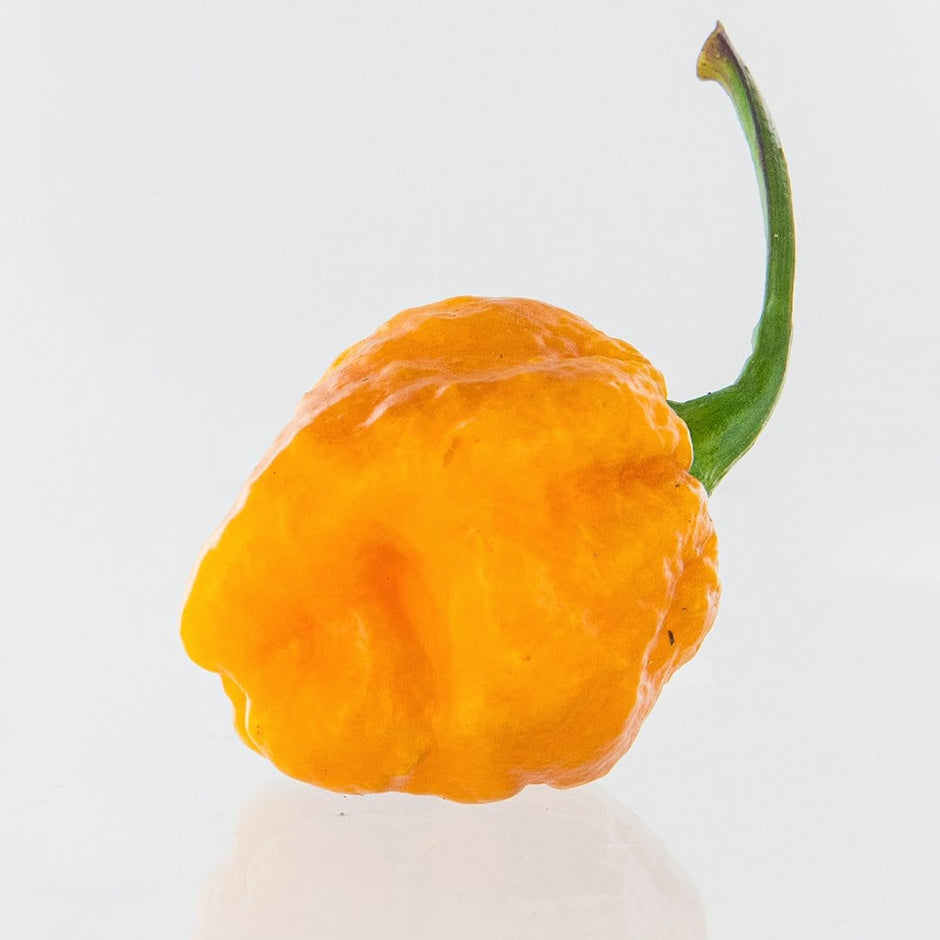 Very Hot Pepper Seeds Pepper Joe’s