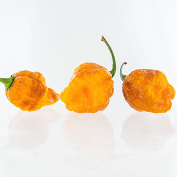 7 Pot Pepper Seeds | Pepper Joe’s
