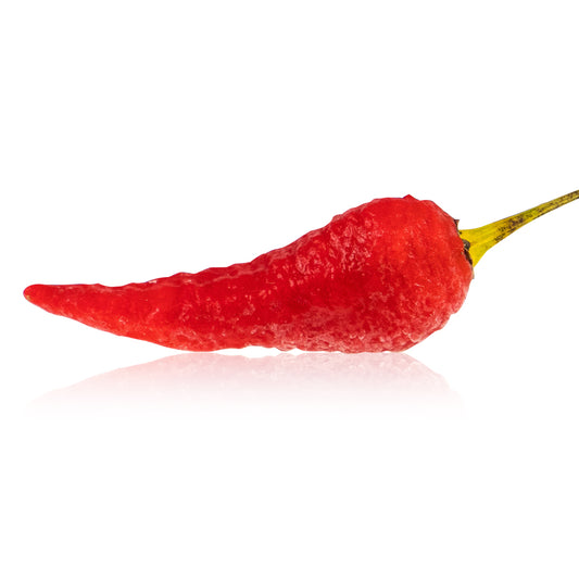 Pepper Joe's Devil's Brain pepper seeds - Devil's Brain pepper pod on white background