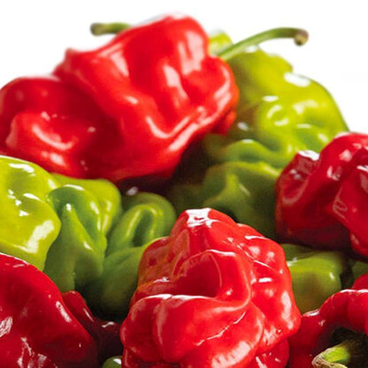 Close up view of red and green colored Dragon's Toe peppers.