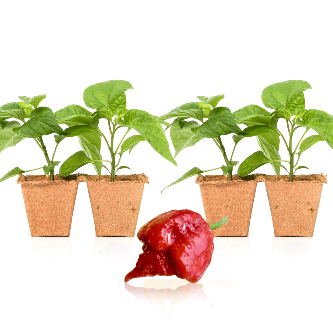 Dragon's Breath Pepper Plants – Pepper Joe’s