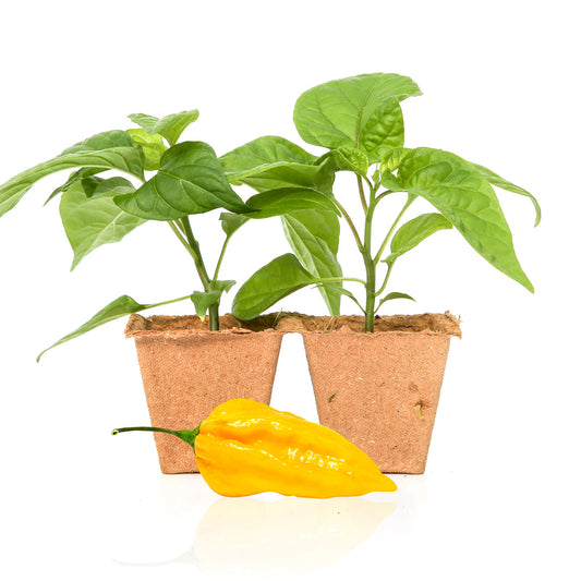 Pepper Joe's Fatalii pepper plants for sale