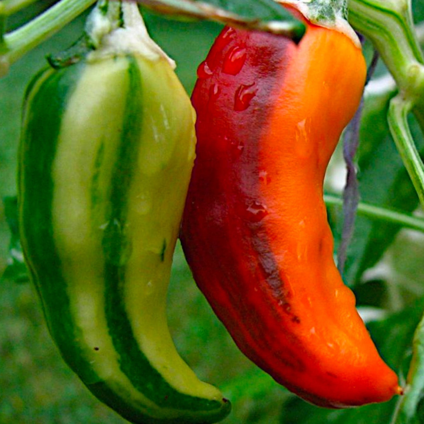 Fish Peppers ripening on the plant. One green and one red. Used to display pepper seeds for sale