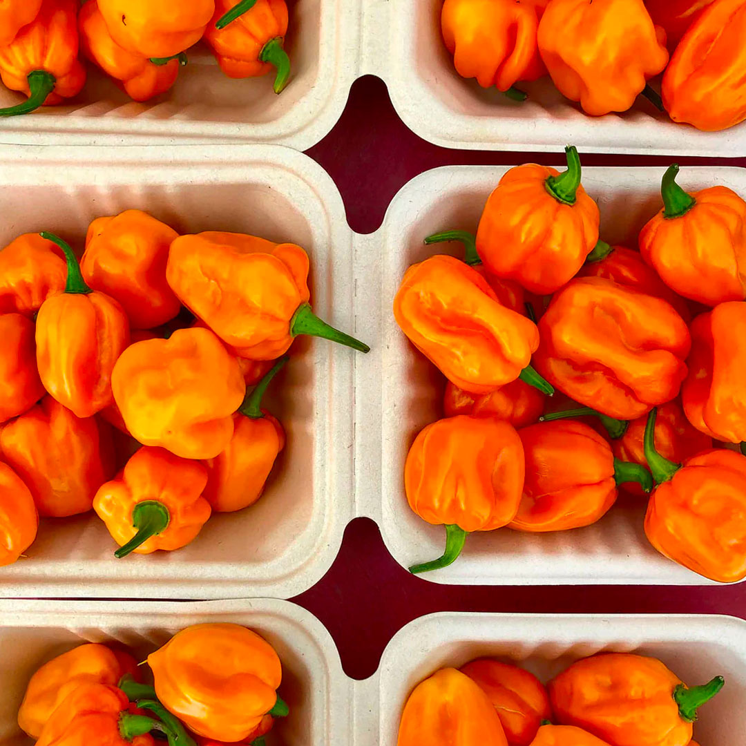 Pepper Joe's Habanero Fresh peppers for sale