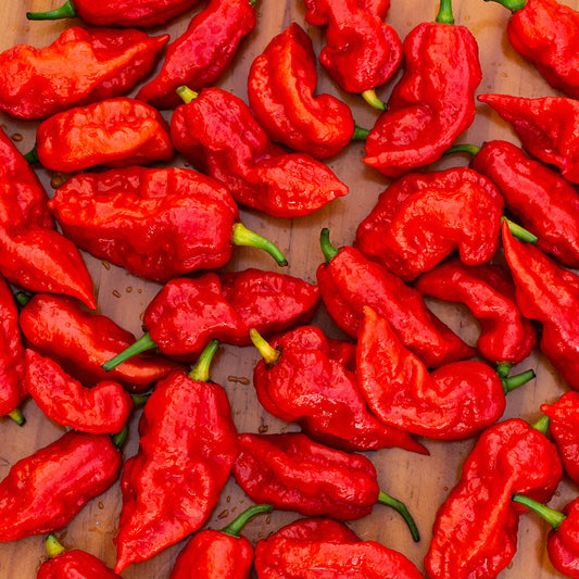 Ghost Fresh Peppers