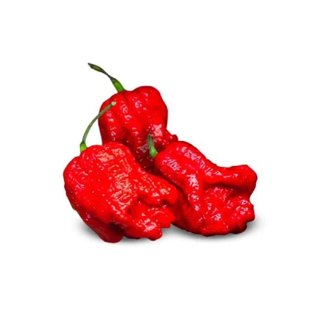 Pepper Joe's Low Key Lava Super Hot Seed Collection - Brazilian Moruga, Primotalii, Komodo Dragon, Genghis Khan