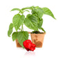 Pepper Joe's Genghis Khan Brain Pepper Plants for sale