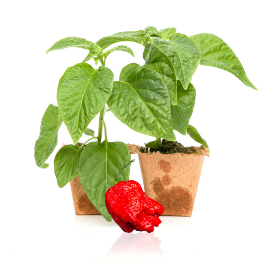 Pepper Joe's Genghis Khan Brain Pepper Plants for sale