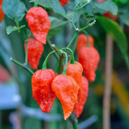 Ghost Pepper (Bhut Jolokia) Seeds – Pepper Joe’s