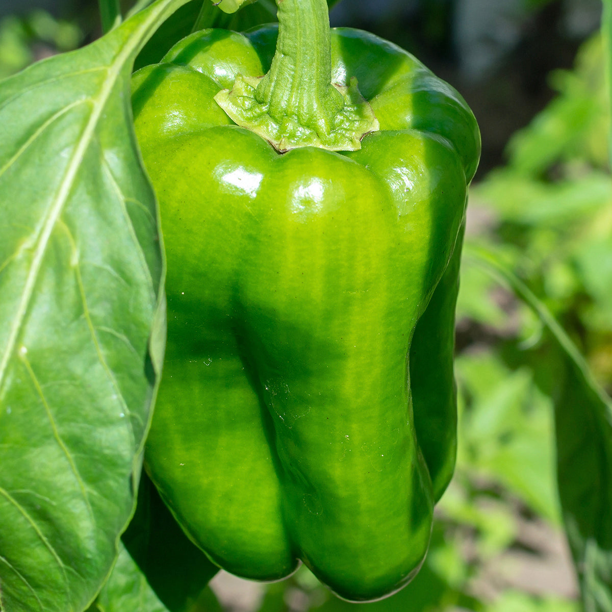 Chinese Giant Pepper Seeds Sweet