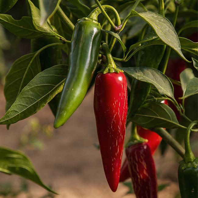 Pepper Joe's giant jalapeno pepper seeds - green and red jalapenos growing on plant