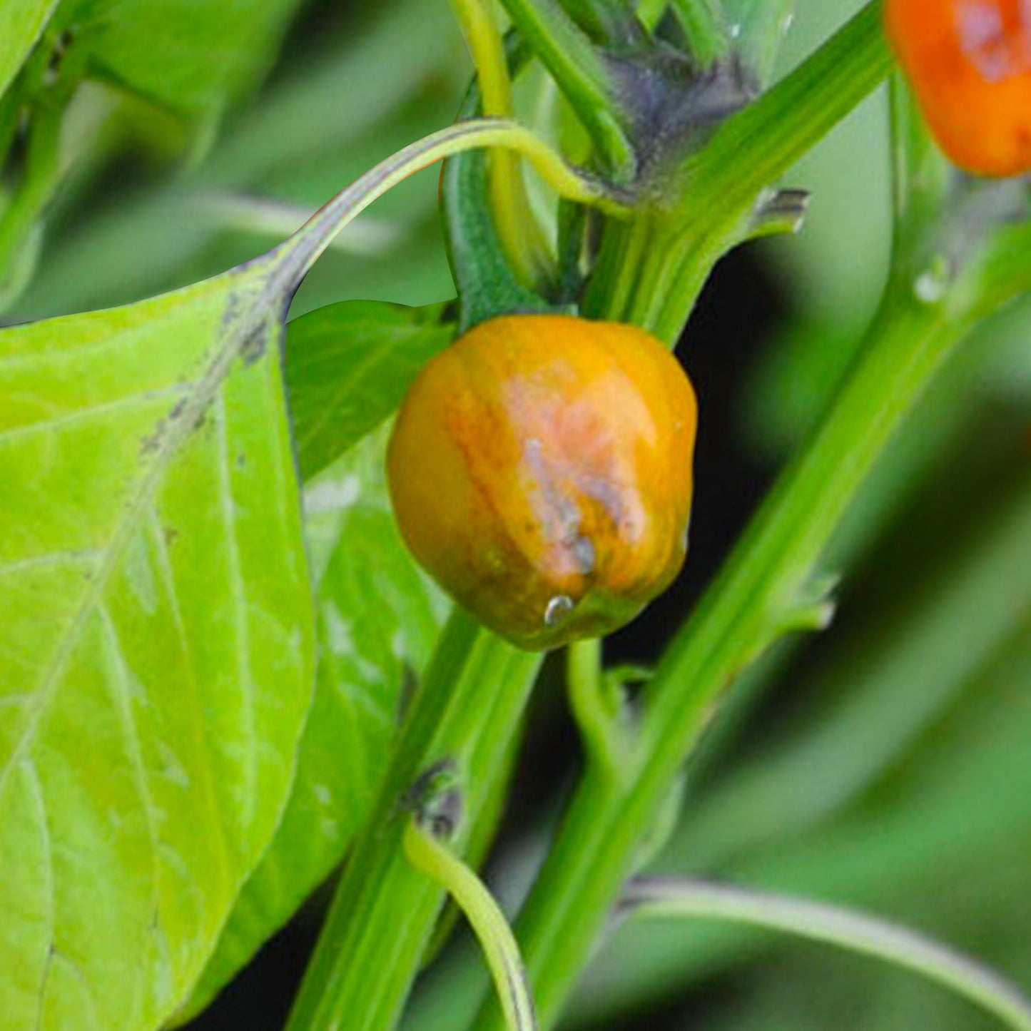 Pepper Joe's Golden Nugget Pepper Seeds