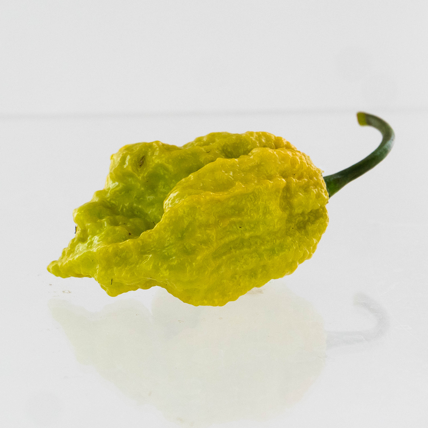 Pepper Joe's Golden Reaper pepper seeds - golden yellow reaper on white background
