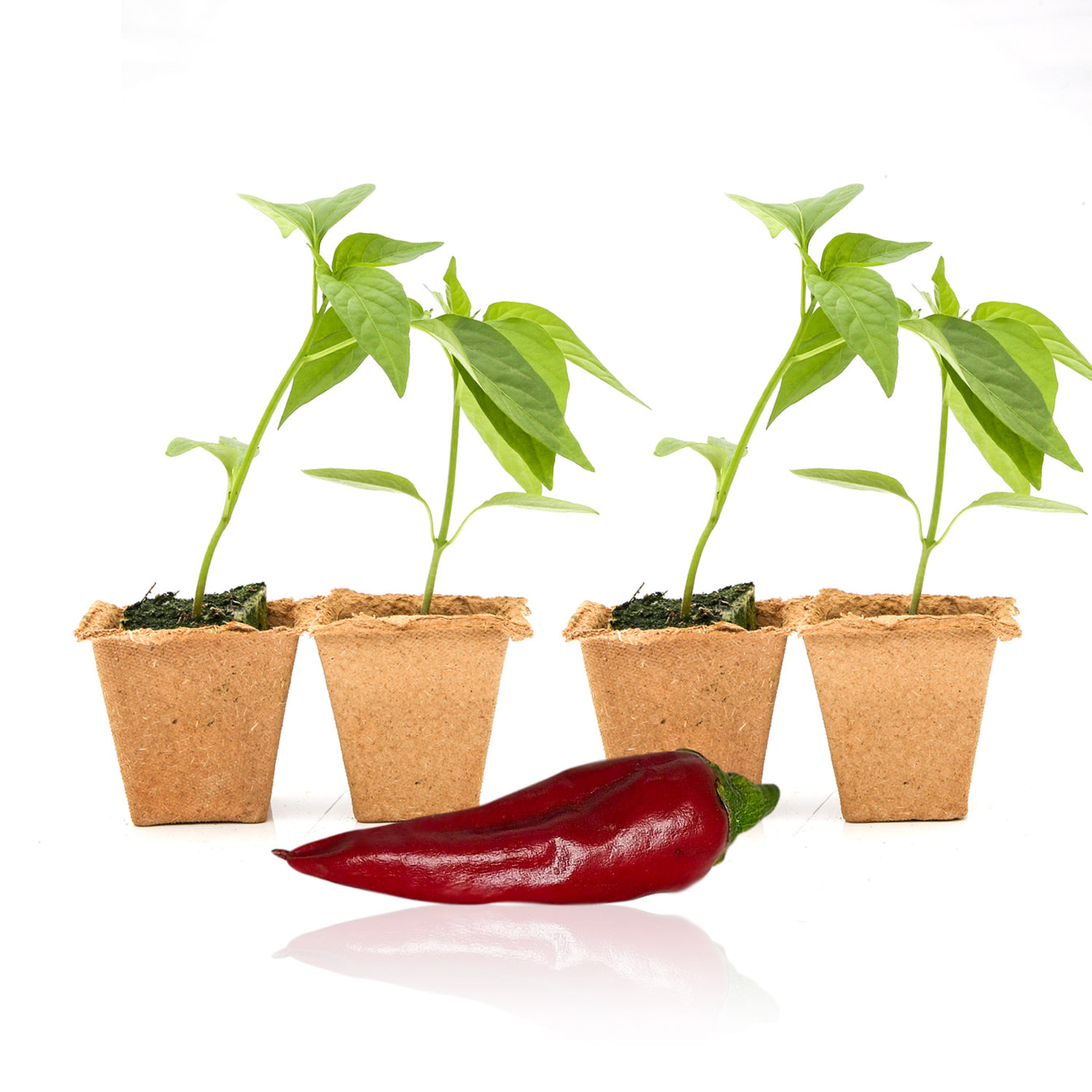 Guajillo Pepper Plant Seedlings Pepper Joe’s