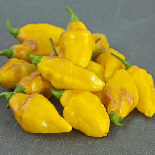Pepper Joe's Habanero Mayan Yellow Pepper Seeds