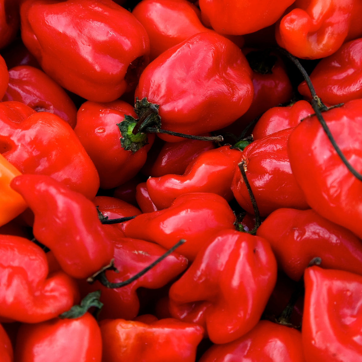 Habanero Caribbean Red Pepper Seeds – Pepper Joe’s
