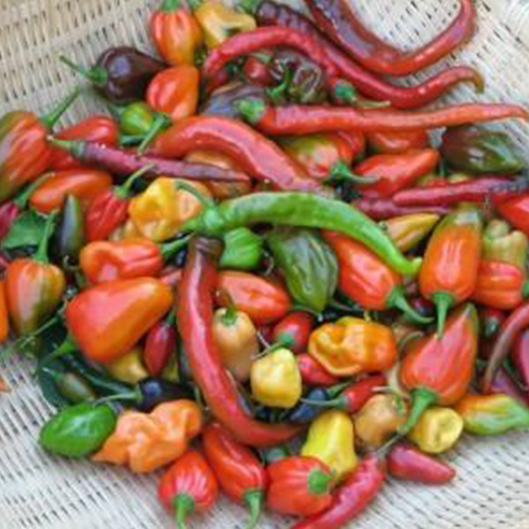 Hot And Happy Mix Pepper Seeds Novelty