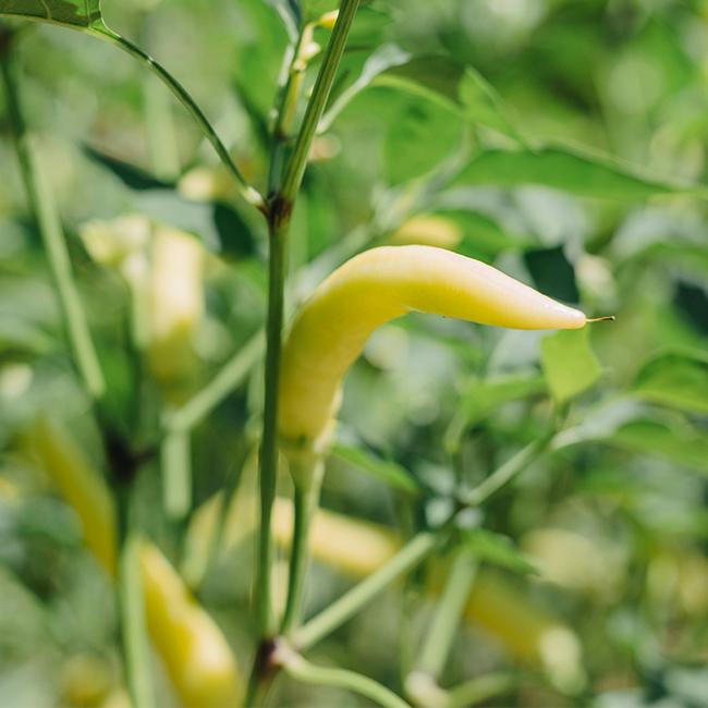 hungarian wax pepper or wax peppers