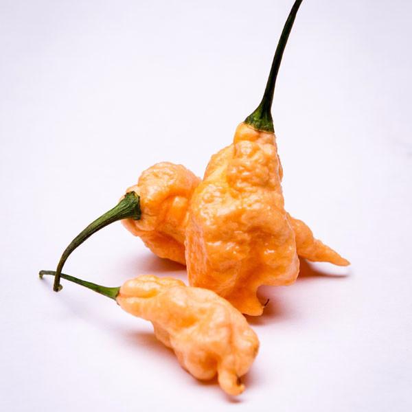 Pepper Joe's Peachy Pain Super Hot Seed Collection - jay peach ghost scorpion pepper pod on white background