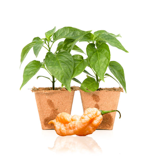 Pepper Joe's Jay's Peach Ghost Scorpion pepper plants for sale